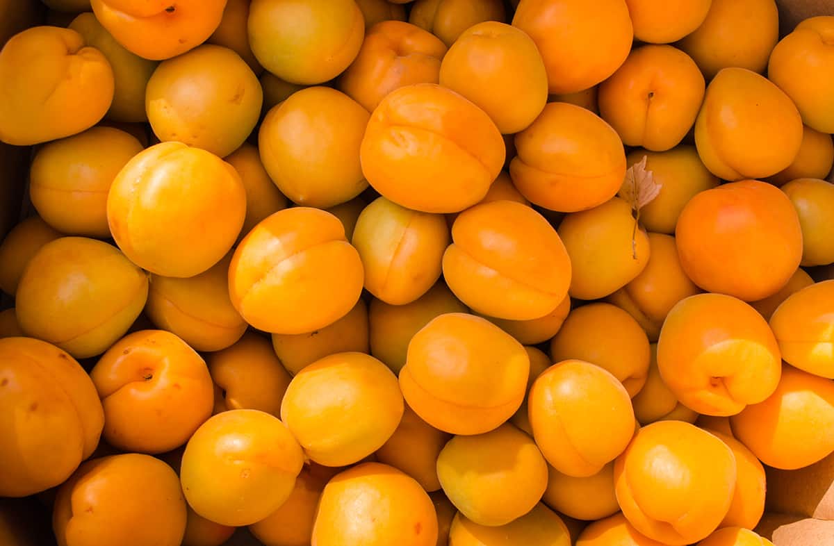 apricots