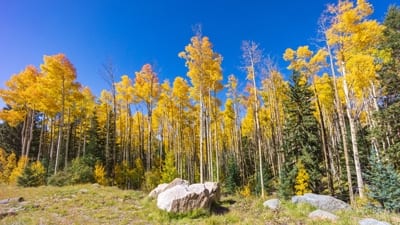 santa fe new mexico aspens