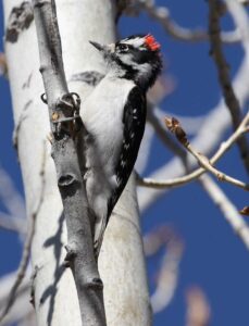 This downy woodpecker is an example of birds that can be seen at the Randall Davey Audubon Center and Sanctuary in Santa Fe.