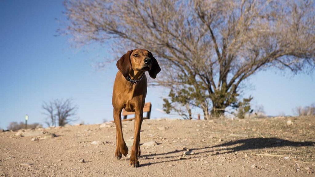 Dog at dog park in Santa Fe.