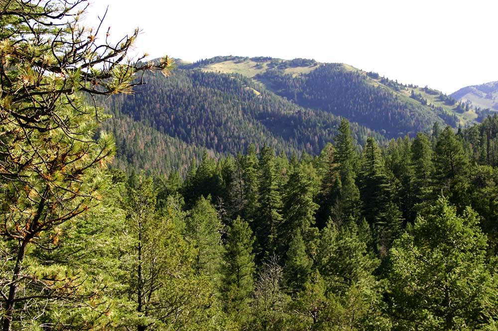 Mountains and trees near Ruidoso, New Mexico. Adobe Stock Image.