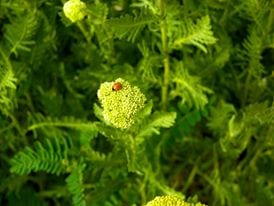 Santa Fe Spring Santa Fe New Mexico