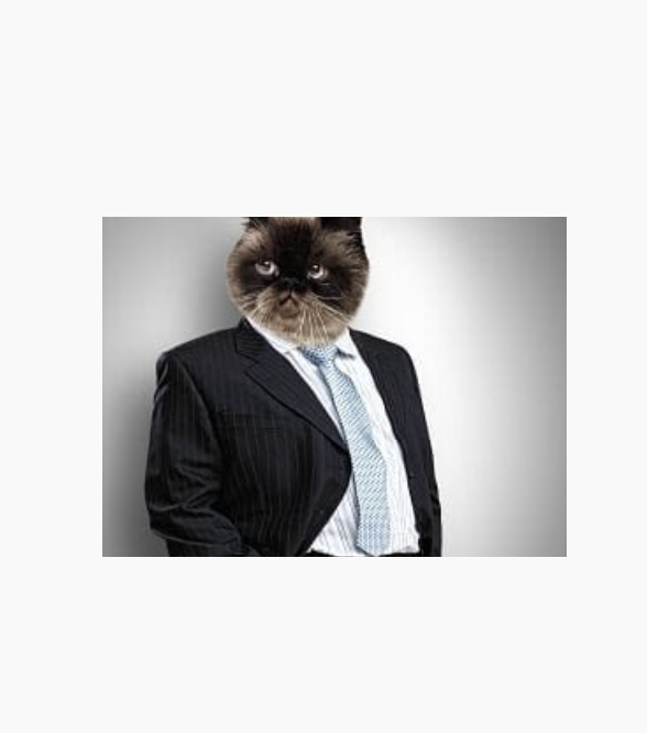 The Kitty Kat Lounge